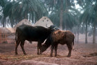 Buffalo in the marshlands,  Iraq